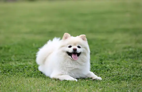 포천 럭스제이 애견펜션