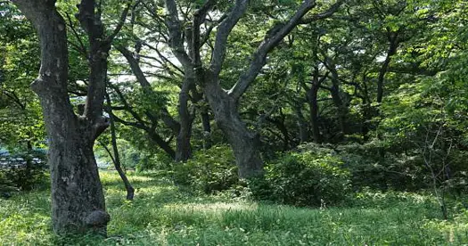 영덕도천리도천숲